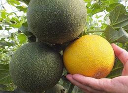 Hasadı başladı! Erkenci kavunun kilosu 6,5 lira