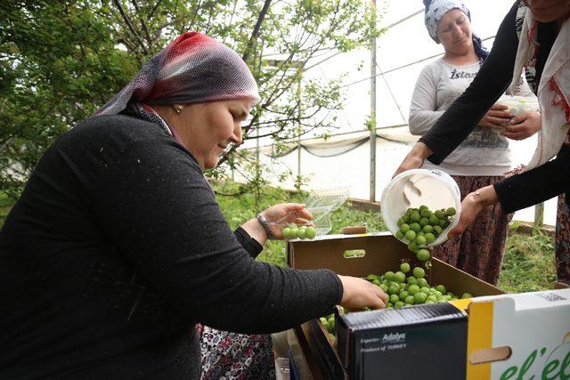 Eriğin kilosu 500 liradan 100 liraya düştü