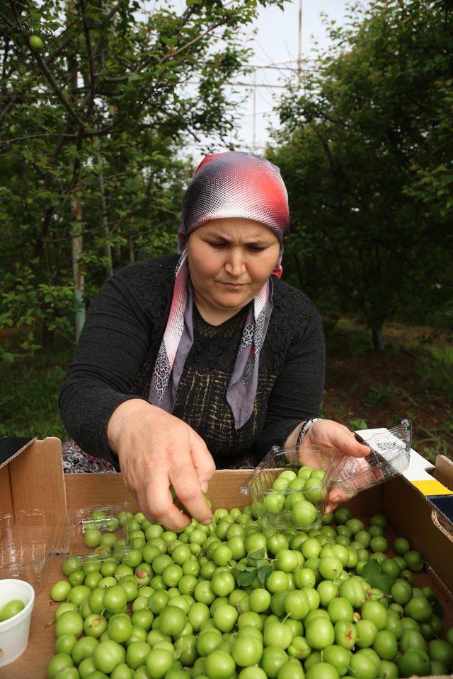 Eriğin kilosu 500 liradan 100 liraya düştü