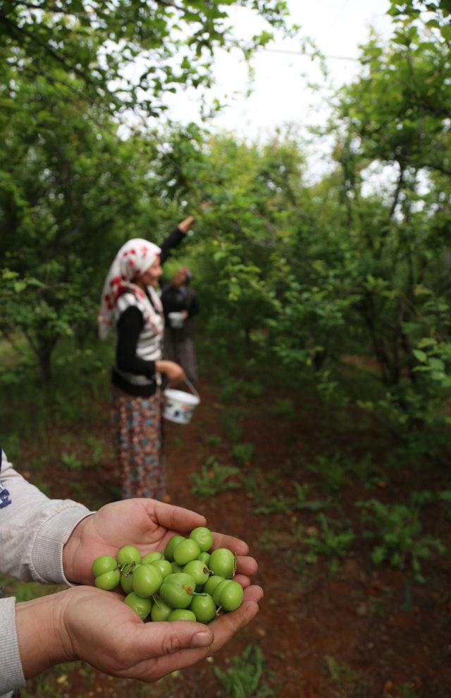 Eriğin kilosu 500 liradan 100 liraya düştü