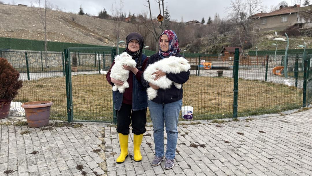 3 asır &ouml;nce nesli t&uuml;kenmişti: Ankara da yetiştirmeye başladılar! T&uuml;yleri &ccedil;ok değerli 10