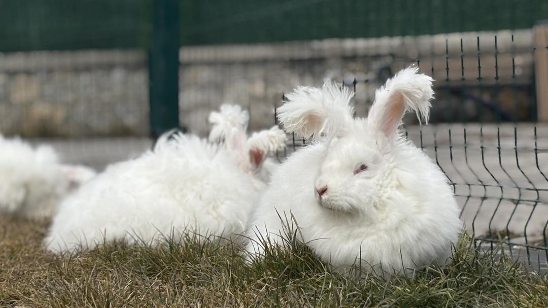 3 asır &ouml;nce nesli t&uuml;kenmişti: Ankara da yetiştirmeye başladılar! T&uuml;yleri &ccedil;ok değerli 1