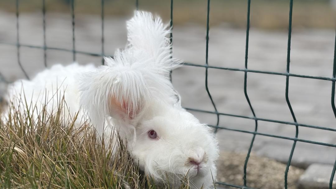 3 asır &ouml;nce nesli t&uuml;kenmişti: Ankara da yetiştirmeye başladılar! T&uuml;yleri &ccedil;ok değerli 7