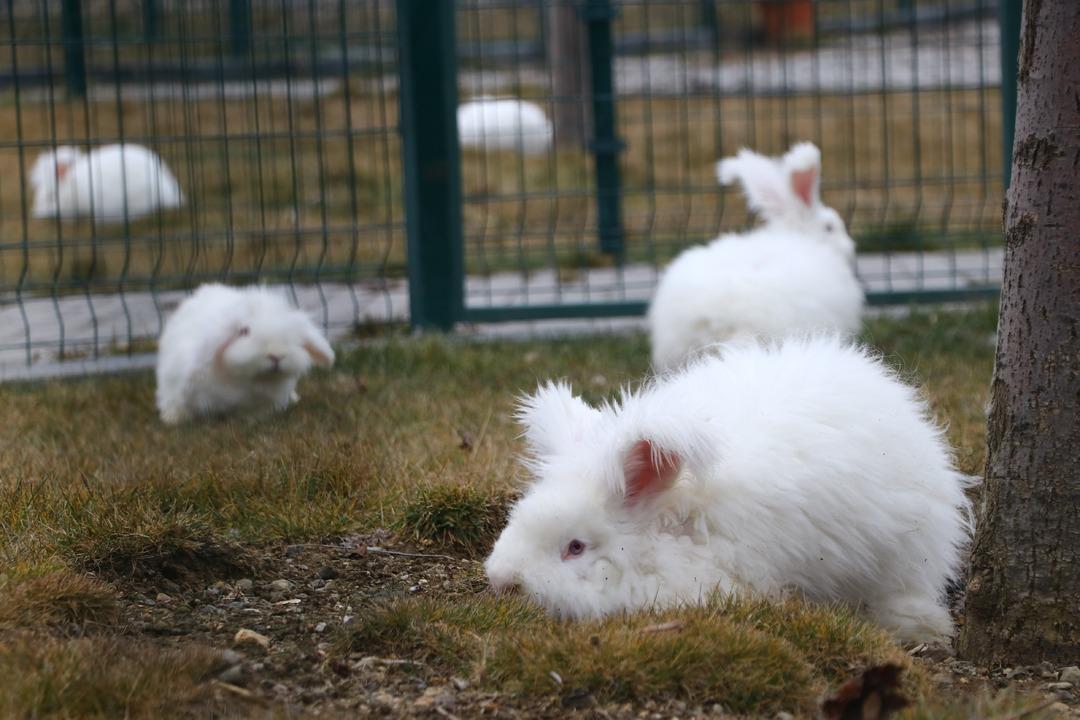 3 asır &ouml;nce nesli t&uuml;kenmişti: Ankara da yetiştirmeye başladılar! T&uuml;yleri &ccedil;ok değerli 4