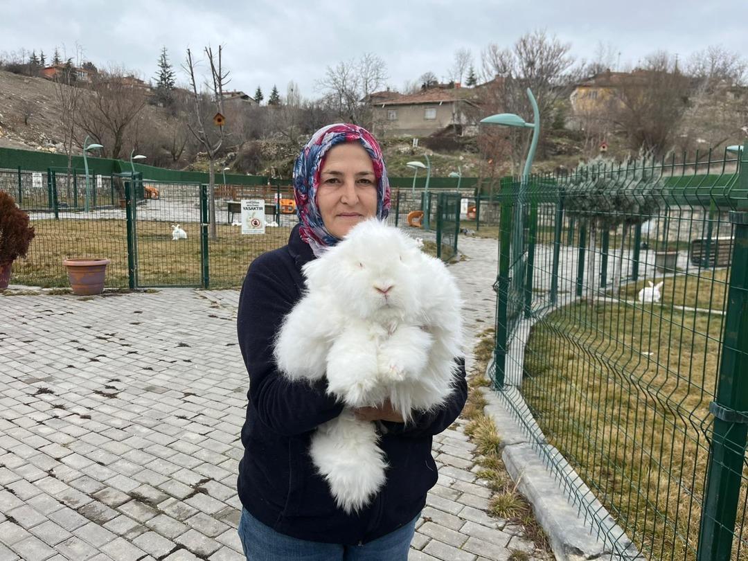 3 asır &ouml;nce nesli t&uuml;kenmişti: Ankara da yetiştirmeye başladılar! T&uuml;yleri &ccedil;ok değerli 2