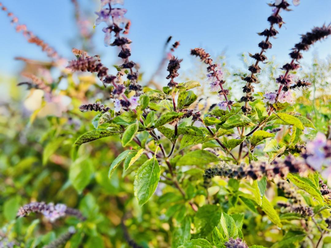 Evinize şans ve para getirdiğine inanılan 7 bitki a&ccedil;ıklandı!  6