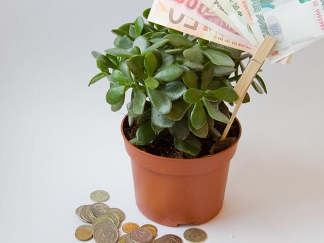 Evinize şans ve para getirdiğine inanılan 7 bitki a&ccedil;ıklandı! 