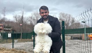 3 asır &ouml;nce nesli t&uuml;kenmişti: Ankara'da yetiştirmeye başladılar!