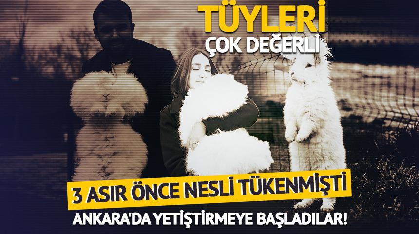 3 asır &ouml;nce nesli t&uuml;kenmişti: Ankara'da yetiştirmeye başladılar!