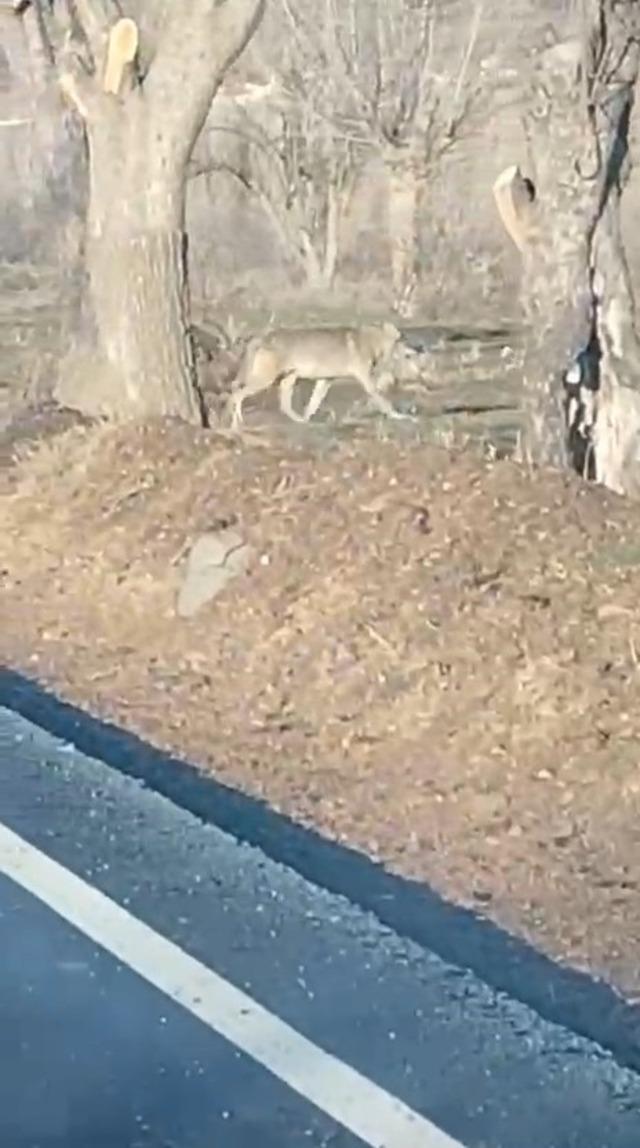 A&ccedil; kalan kurtlar yerleşim merkezine indi 1