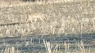 Aç kalan kurtlar yerleşim merkezine indi