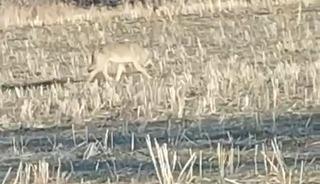 A&ccedil; kalan kurtlar yerleşim merkezine indi