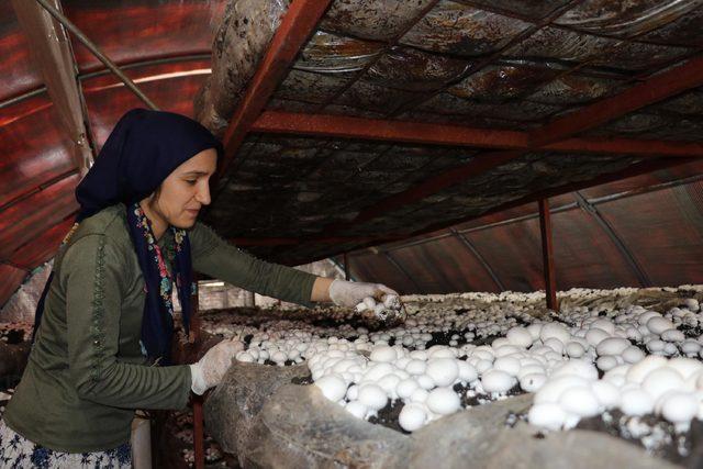 Samsun'da 15 mantar tesisinden 11'ini kadınlar kurdu