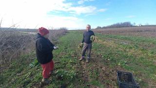 Toprakla kurulan hayat: Karı-koca dört mevsim tarlada çalışıyor
