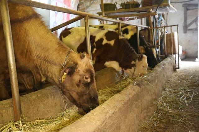 Elazığ&rsquo;da besicilerin kış mesaisi 4