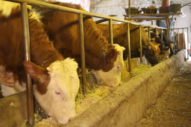 Elazığ&rsquo;da besicilerin kış mesaisi 3