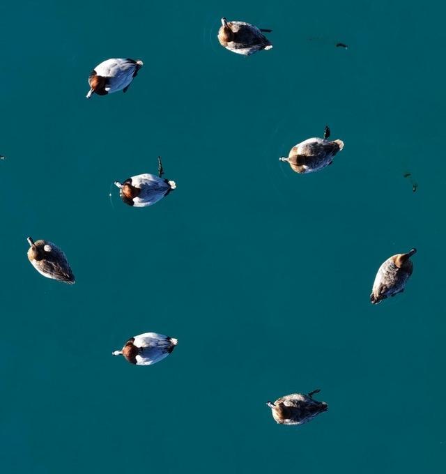 Elmabaş patka &ouml;rdekleri Salda G&ouml;l&uuml;&rsquo;nde havadan g&ouml;r&uuml;nt&uuml;lendi 3