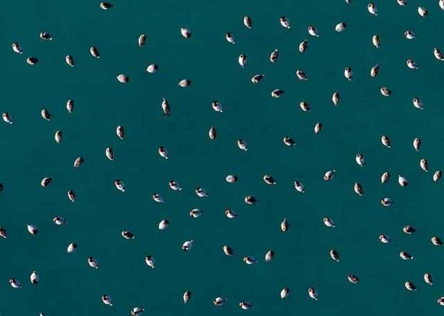 Elmabaş patka &ouml;rdekleri Salda G&ouml;l&uuml;&rsquo;nde havadan g&ouml;r&uuml;nt&uuml;lendi 1