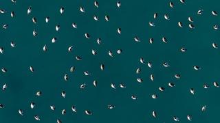 Elmabaş patka ördekleri Salda Gölü’nde havadan görüntülendi