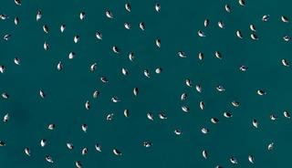 Elmabaş patka &ouml;rdekleri Salda G&ouml;l&uuml;&rsquo;nde havadan g&ouml;r&uuml;nt&uuml;lendi