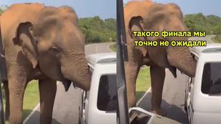 Yol kesip kapıyı söktü, hortumuyla aracı beşik gibi salladı: 3 tonluk filden unutulmaz dehşet