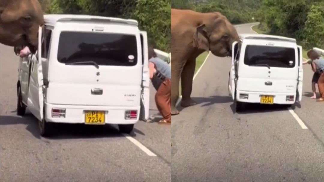 Yol kesip kapıyı s&ouml;kt&uuml;, hortumuyla aracı beşik gibi salladı: 3 tonluk filden unutulmaz dehşet 2