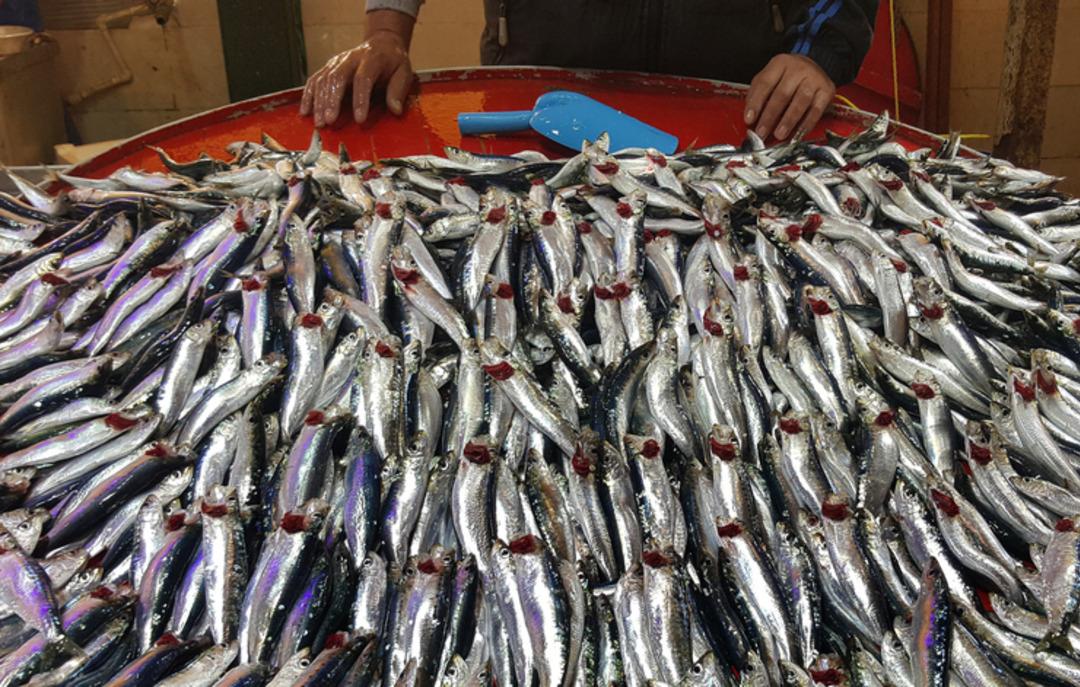 Balık&ccedil;ılar b&ouml;yle se&ccedil;iyormuş! Tezgahta taze balık se&ccedil;menin p&uuml;f noktası 2