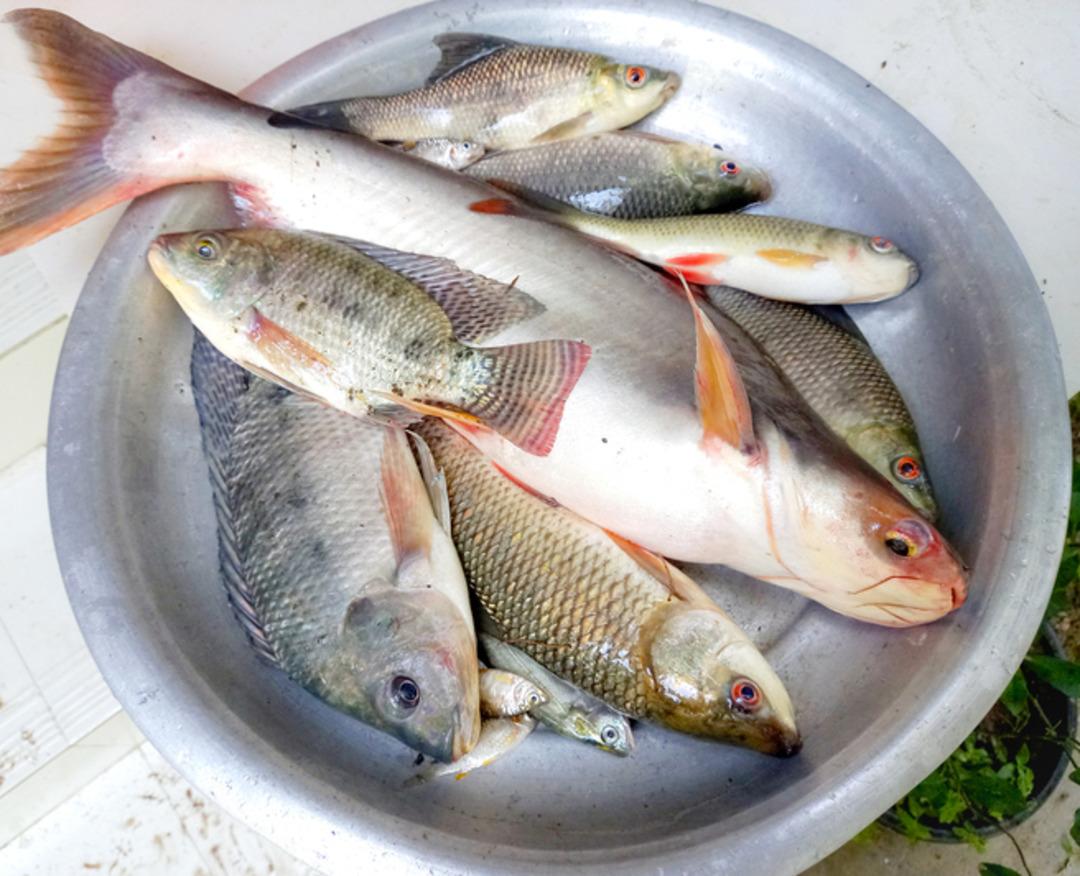 Balık&ccedil;ılar b&ouml;yle se&ccedil;iyormuş! Tezgahta taze balık se&ccedil;menin p&uuml;f noktası 4