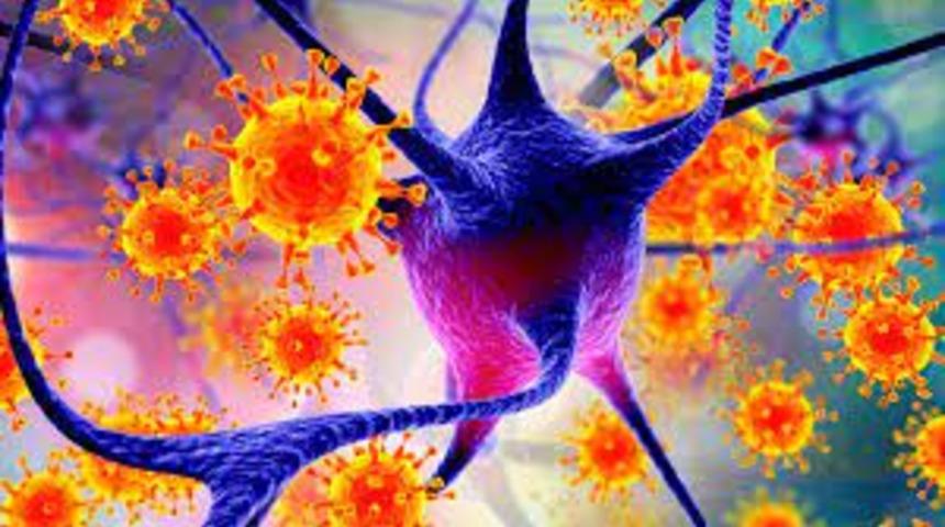 DS&Ouml;'den merak edilen Nipah vir&uuml;s&uuml; sorusuna yanıt: &Ouml;ld&uuml;rme oranı y&uuml;zde 40 ile 75 arasında