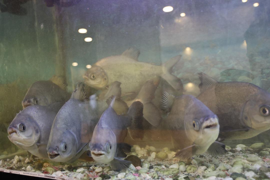 Pirana balıklarını 12 yıldır sadece kelle pa&ccedil;ayla besliyor! 1