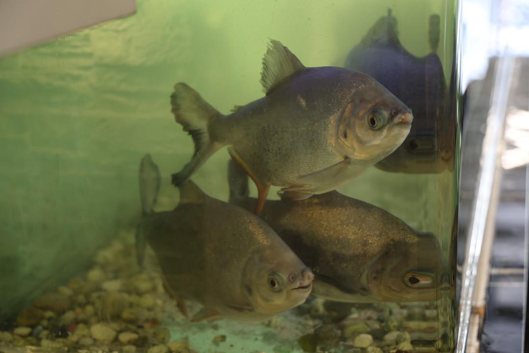 Pirana balıklarını 12 yıldır sadece kelle pa&ccedil;ayla besliyor! 6