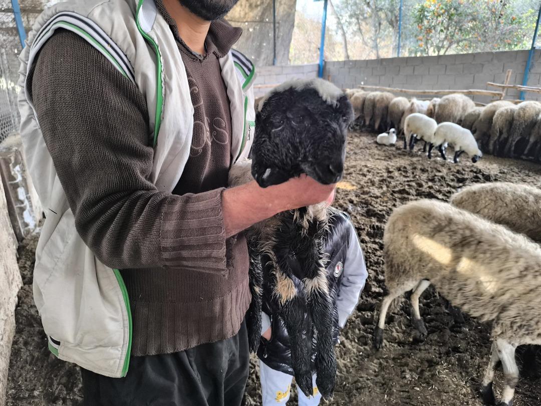 Bu kuzu &ccedil;ift kafalı doğdu: 2 ağzı, 4 g&ouml;z&uuml; var! Sosyal medyada g&uuml;ndem oldu 2