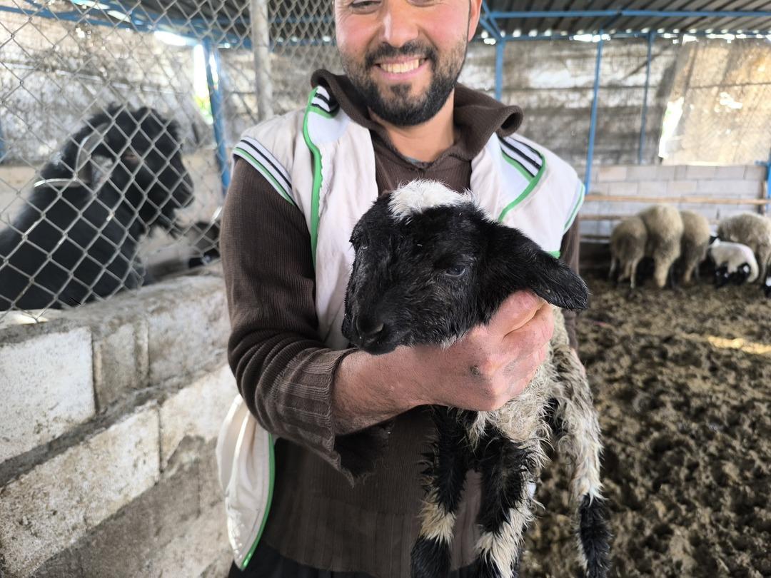Bu kuzu &ccedil;ift kafalı doğdu: 2 ağzı, 4 g&ouml;z&uuml; var! Sosyal medyada g&uuml;ndem oldu 3