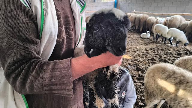 Bu kuzu çift kafalı doğdu: 2 ağzı, 4 gözü var! Sosyal medyada gündem oldu