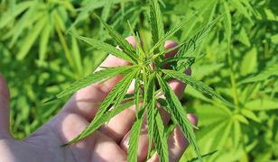 Kenevir yetiştiriciliğinde yeni karar! Resmi Gazete'de yayımlandı: 21 ilde &uuml;retimine onay