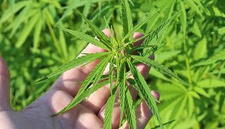 Resmi Gazete'de yayımlandı: 21 ilde &uuml;retimine onay &ccedil;ıktı