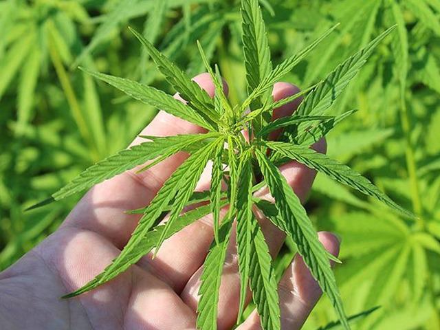 Kenevir yetiştiriciliğinde yeni karar! Resmi Gazete'de yayımlandı: 21 ilde &uuml;retimine onay