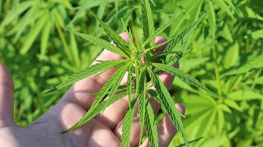 Kenevir yetiştiriciliğinde yeni karar! Resmi Gazete'de yayımlandı: 21 ilde &uuml;retimine onay