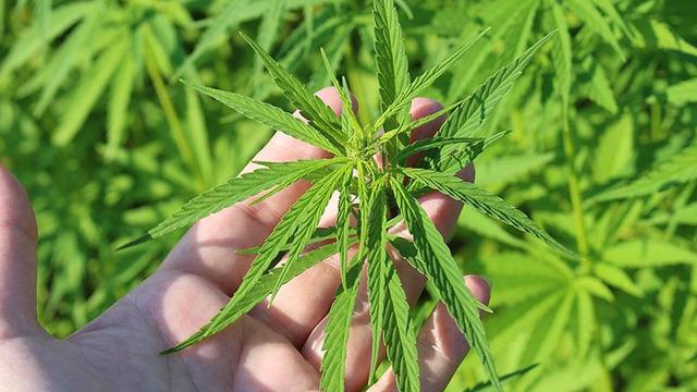 Kenevir yetiştiriciliğinde yeni karar! Resmi Gazete'de yayımlandı: 21 ilde üretimine onay