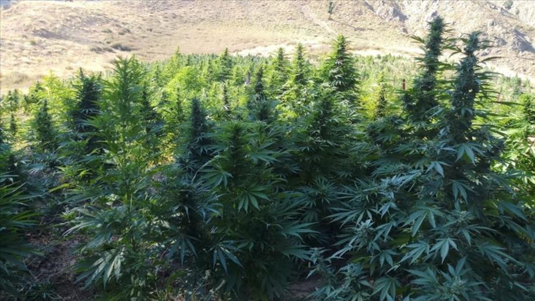 Kenevir yetiştiriciliğinde yeni karar! Resmi Gazete de yayımlandı: 21 ilde üretimine onay 1