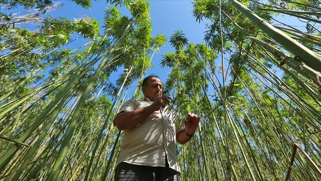 Kenevir yetiştiriciliğinde yeni karar! Resmi Gazete de yayımlandı: 21 ilde üretimine onay 2