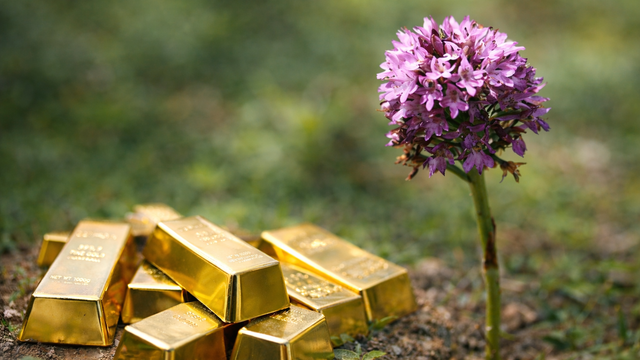 Bah&ccedil;ede yetiştiriliyor, kilosu altınla yarışıyor! Bu &uuml;r&uuml;n&uuml; eken kazanıyor