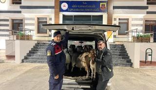 Sahte para ile hayvan alarak besiciyi dolandıran şahıslar yakalandı