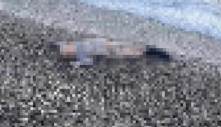 İzmir'de kahreden olay! Sahilde &ccedil;ocuk cesedi bulundu