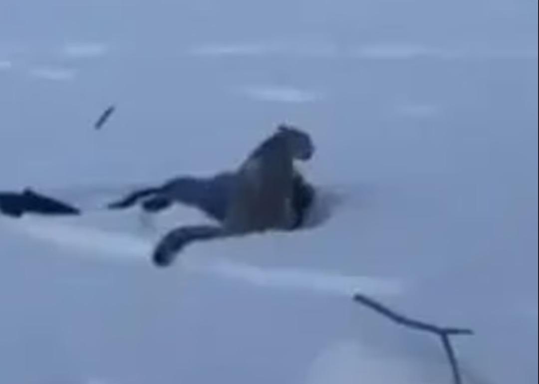 Az kalsın son sefiesi olacaktı: Kanlar içinde kaldı! Sosyal medyada gündem oldu 2