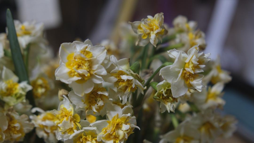  Yok satıyor  S&uuml;rekli bulunmuyor, fiyat 1500 TL  &Ccedil;ok fazla rağbet var  2