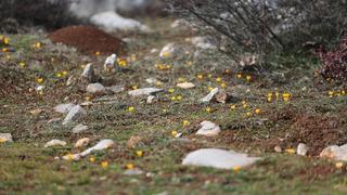 Baharın müjdecisi olarak biliniyor! Karabük'te çiğdemler erken çiçek açtı