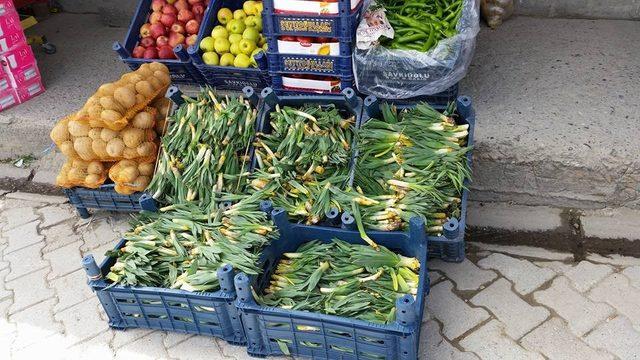 Gulik otu işsizlere geçim kaynağı oldu