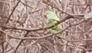 Evden ka&ccedil;an papağan 2,5 yıldır doğada yaşıyor