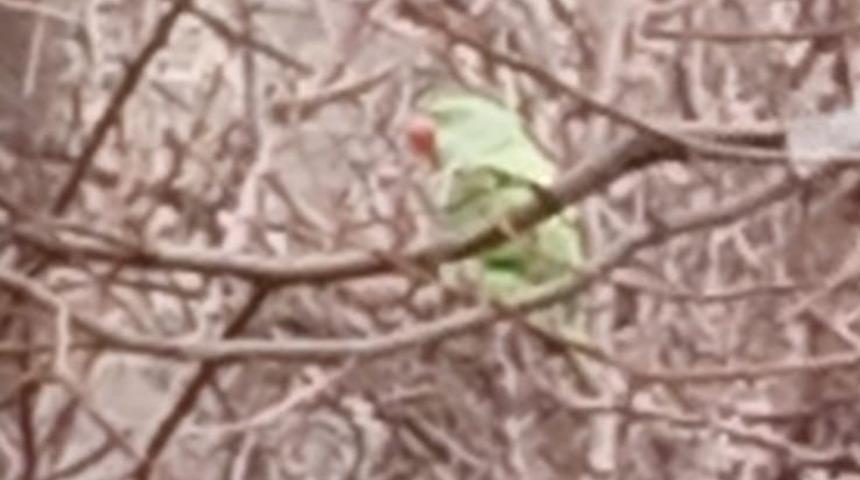 Evden ka&ccedil;an papağan 2,5 yıldır doğada yaşıyor